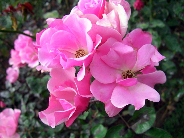 �s���N�̉�