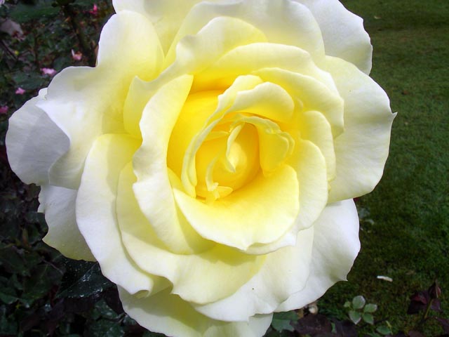 �����o���̉�