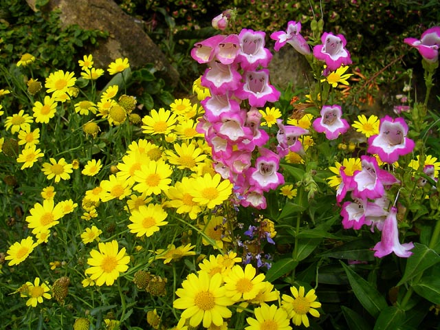 �s���N�Ɖ��F�̉�