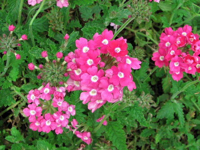 �s���N�̉�