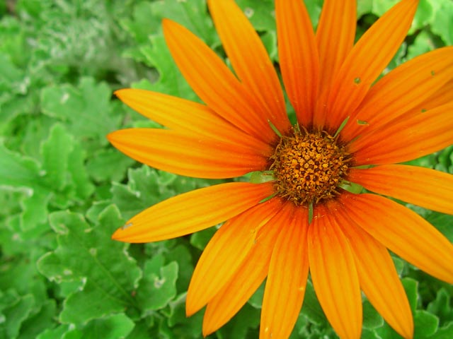 �I�����W�F�̉�