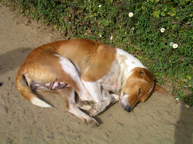 ������Q�Ă��錢