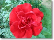 �Ԃ��o���̉�