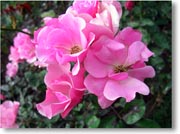 �s���N�̉�