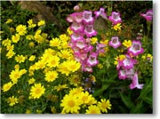 �s���N�Ɖ��F�̉�