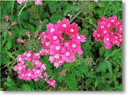 �s���N�̉�