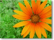 �I�����W�F�̉�