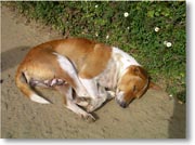 ������Q�Ă��錢