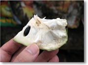 �T���T�D�Ƃ������g�������ʕ��̃A�b�v