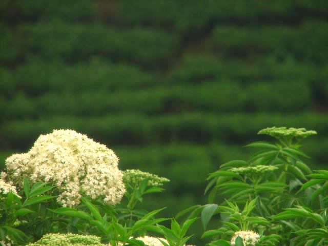 �������o�b�N�ɔ�����