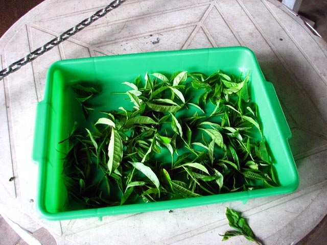 �g���̗t�̃A�b�v