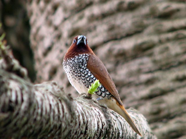 ��̖؂ɂ������Ȓ�