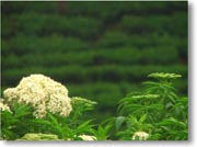 �������o�b�N�ɔ�����