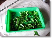 �g���̗t�̃A�b�v