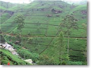 �i�����̒납�猩������