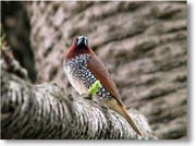 ��̖؂ɂ������Ȓ�