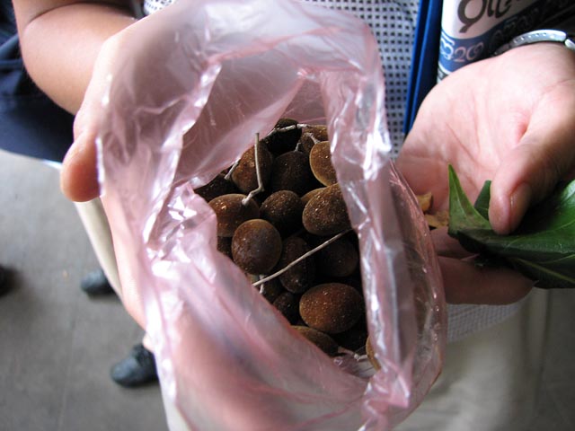 �K���V�����o���i���n�ł̓K���r���j�ƌ����ʕ�