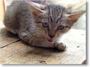 �q�L�̃A�b�v