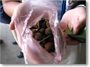 �K���V�����o���i���n�ł̓K���r���j�ƌ����ʕ�