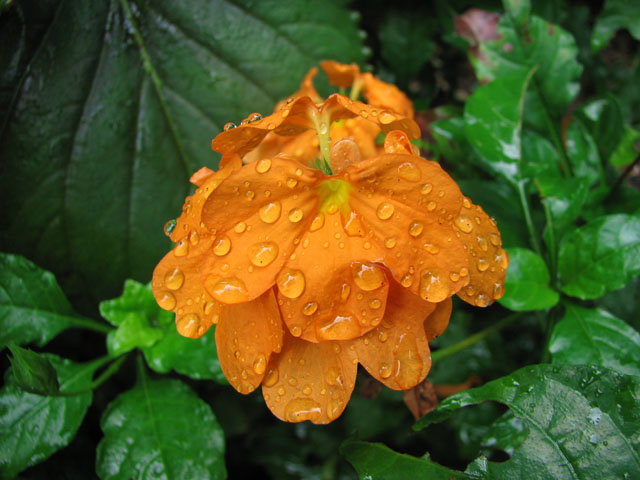 �I�����W�F�̉�