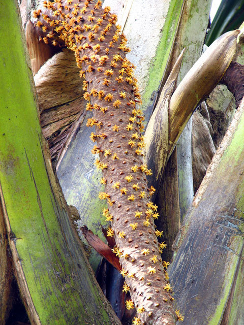 ���ɍ炢����