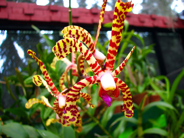 �܂���͗l�̉�