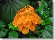 �I�����W�F�̉�