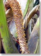 ���ɍ炢����