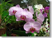 �s���N�̉�