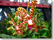 �܂���͗l�̉�