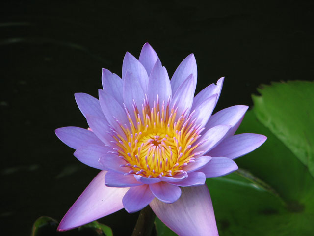 �r�ɍ炢�Ă����n�X�̉�