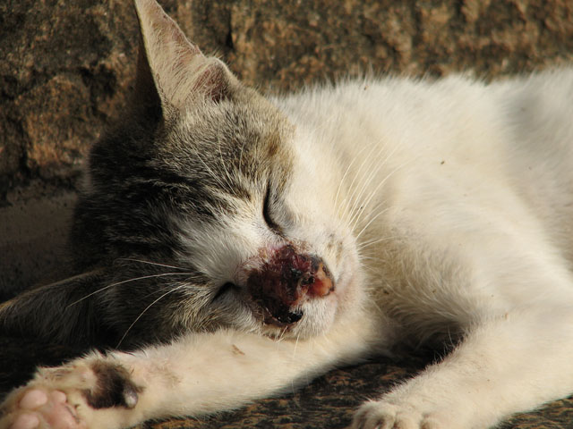 �@�����䂵���L