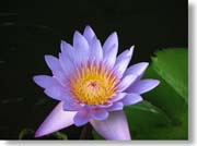 �r�ɍ炢�Ă����n�X�̉�