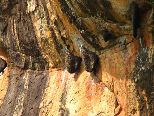 �X�Y���o�`�̑�