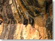 �X�Y���o�`�̑�