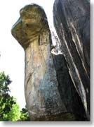 �R�u���̊�