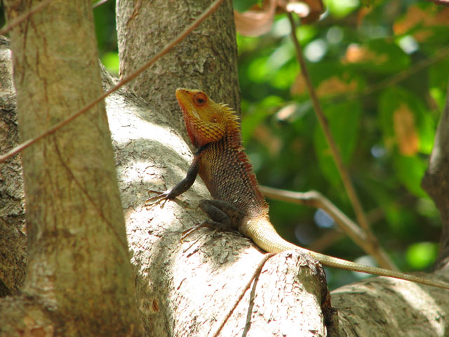 �J�g�D�[�T