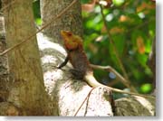 �J�g�D�[�T