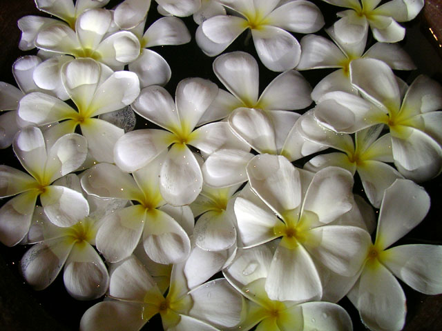 �v�������A