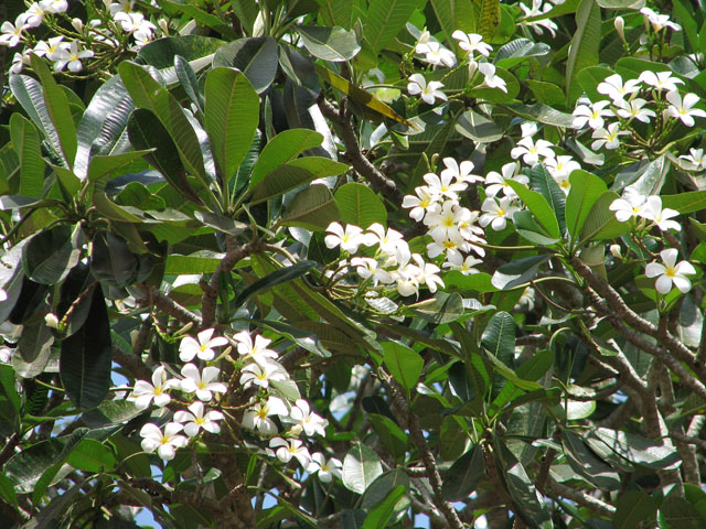 �v�������A