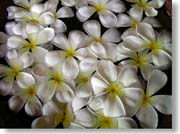 �v�������A