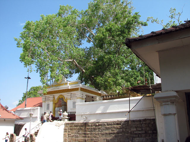 �X���[�E�}�n�[�����O��