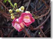 �L���m���{�[���̉�