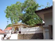 �X���[�E�}�n�[�����O��