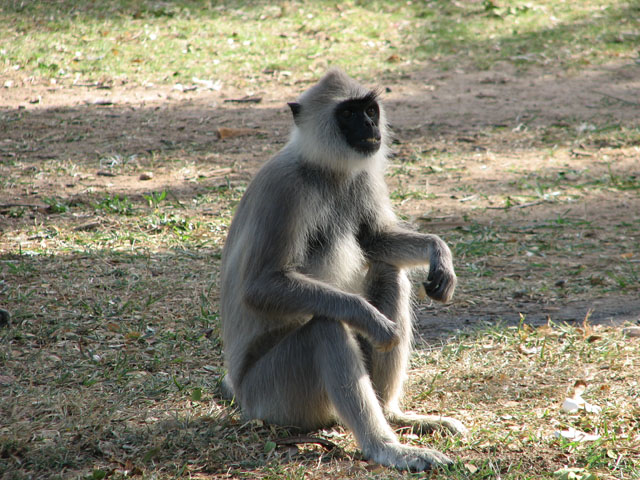 �X�������J�E�n�C�C���I�i�K�U��