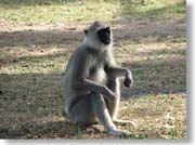 �X�������J�E�n�C�C���I�i�K�U��