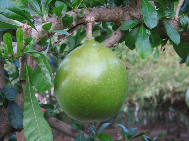 �L���O�E�R�R�i�b�c