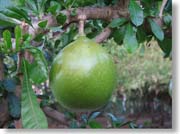 �L���O�E�R�R�i�b�c