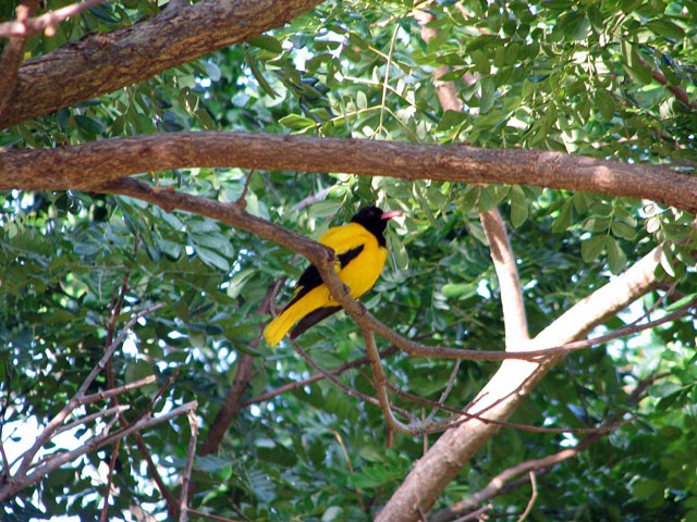 �h��ȏ���