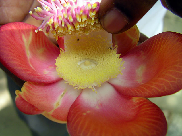 �L���m���E�{�[���̉�